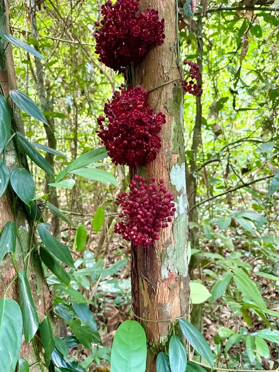 Flor vermelha nativa da floresta