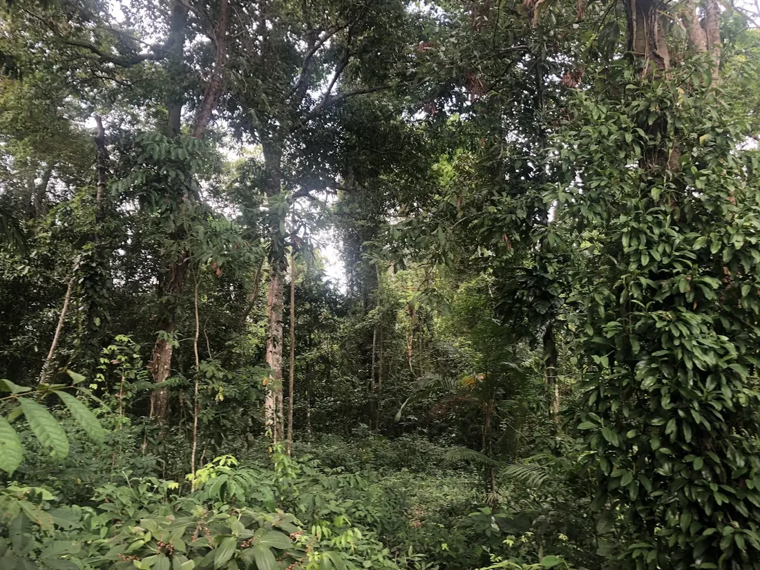 Interior denso da floresta amazônica na Ilha do Combu