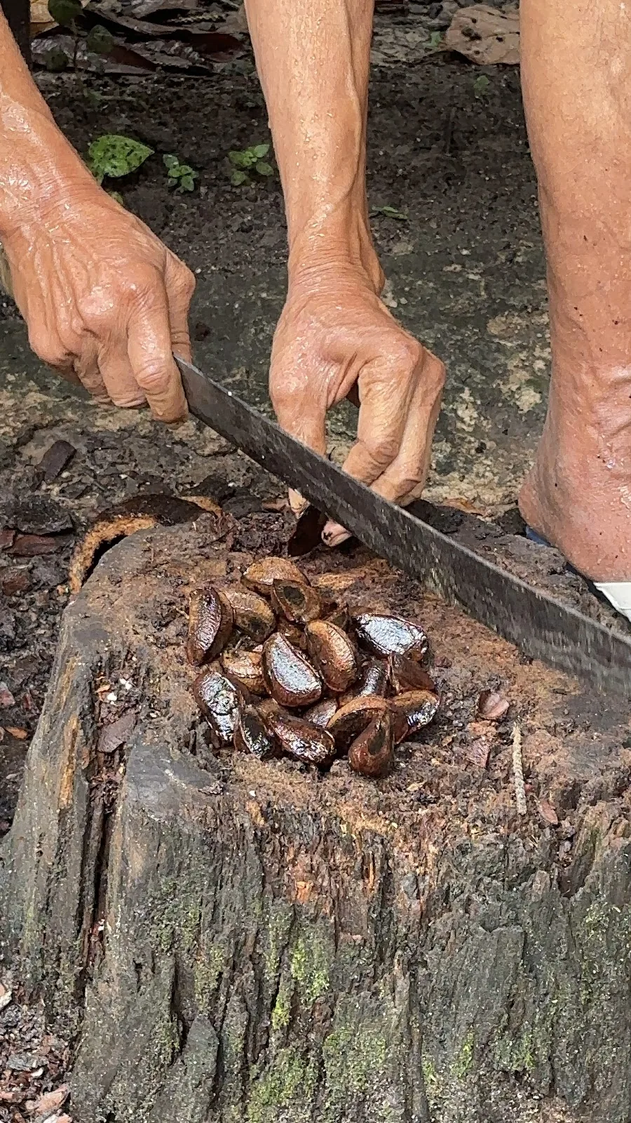 Seu Ladi cortando castanha do Pará