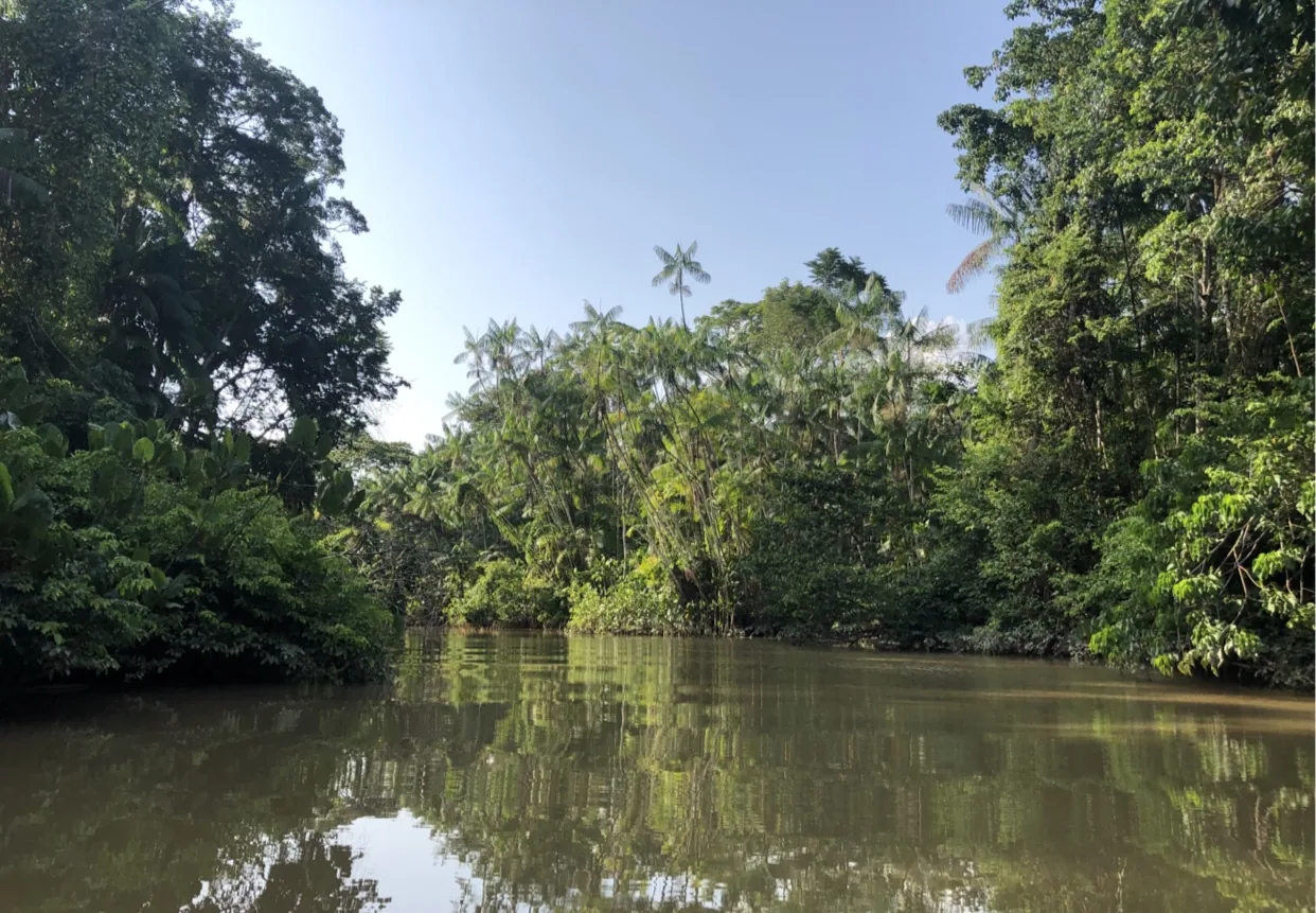 Igarapé cercado de floresta